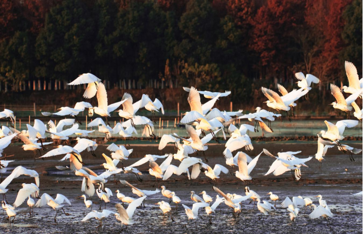 从“化工围江”到“青头潜鸭——海门的“生态转身”密码287.png 从“化工围江”到“青头潜鸭——海门的“生态转身”密码287.png