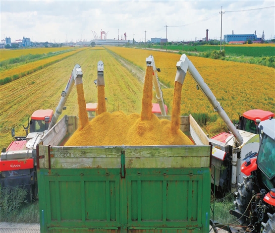 江心沙水稻开镰