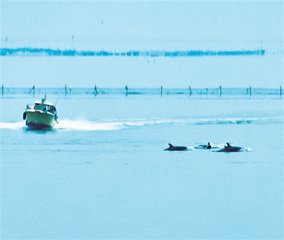 海门生物多样性绘就绿色和谐新卷