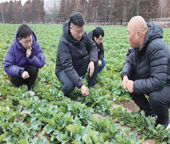 支招越冬作物防冻