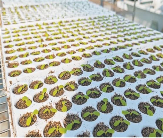 移栽2.4万株生菜苗 仅需4人花…