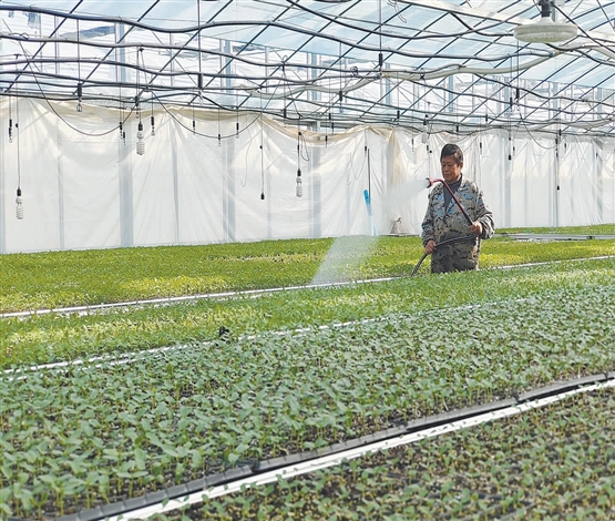 精细作业 科学育苗