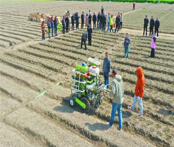 鲜食玉米移栽观摩