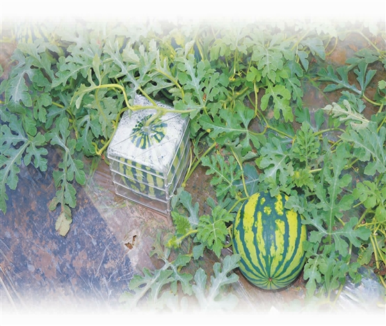 元宝形、心形、方形， 江心沙…