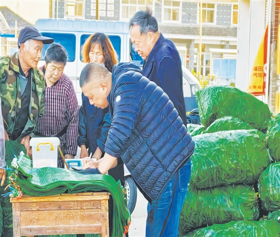蚕豆采收忙