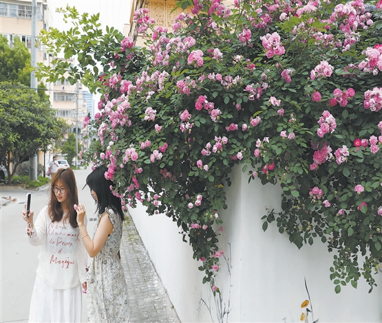 一路蔷薇香