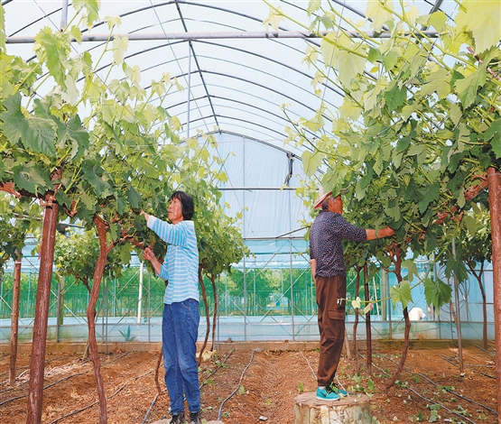 初夏葡萄管护忙