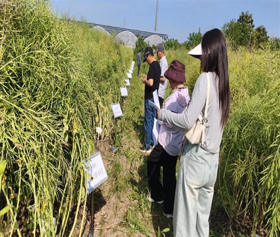 西北农林科技大学油菜研究中心赴我区开展新品种观摩交流