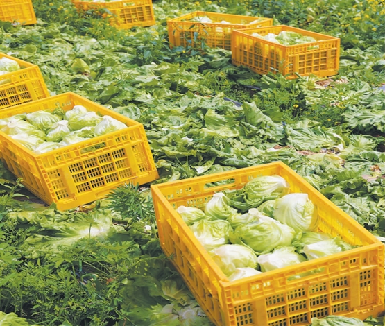 西生菜采收忙
