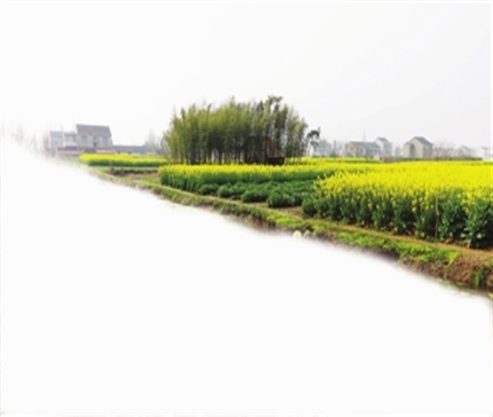 推你去看油菜花