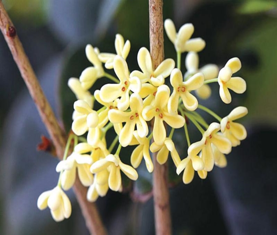 桂花旧事