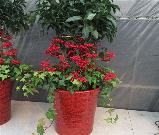 年宵花
