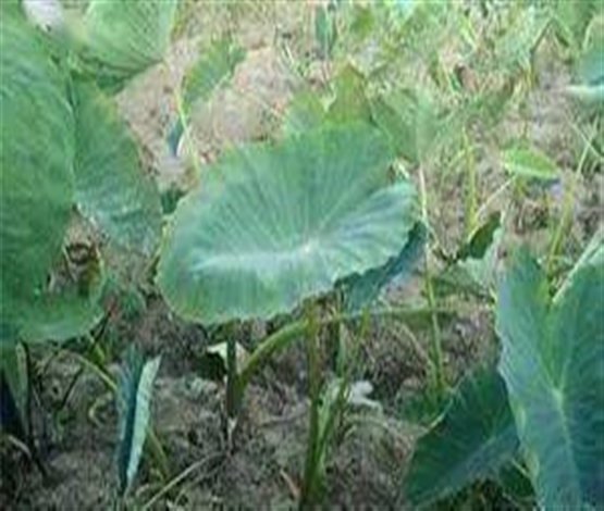 美味芋荷儿时味