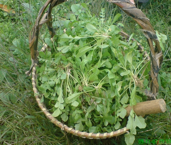 故乡的野菜