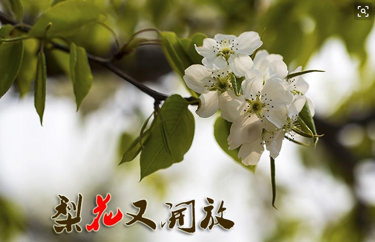 邱诗晗 - 梨花又开放